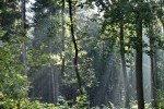 Dichter Wald (c) Pixelio
